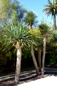 Dracaena draco - Jardín Botánico de Barcelona - Barcelona, Spain - DSC09076