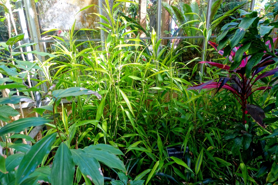 Dracaena braunii (Dracaena sanderiana) - Marie Selby Botanical Gardens - Sarasota, Florida - DSC01107