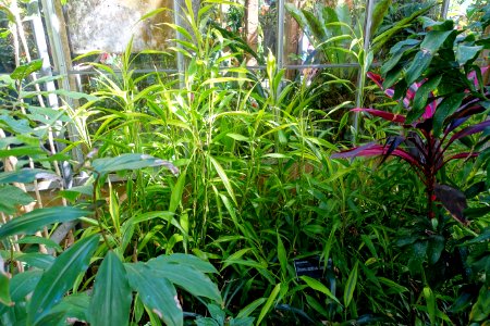 Dracaena braunii (Dracaena sanderiana) - Marie Selby Botanical Gardens - Sarasota, Florida - DSC01107
