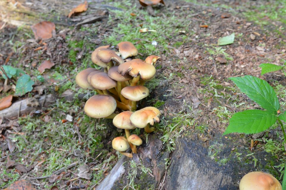 Wood forest cooking