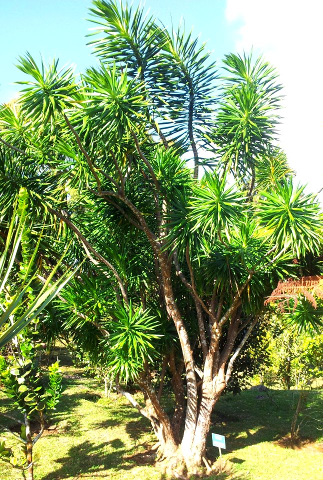 Dracaena reflexa - floribunda - bois de chandelle - MonVert Arboretum 2