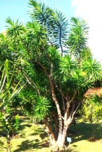 Dracaena reflexa - floribunda - bois de chandelle - MonVert Arboretum 2