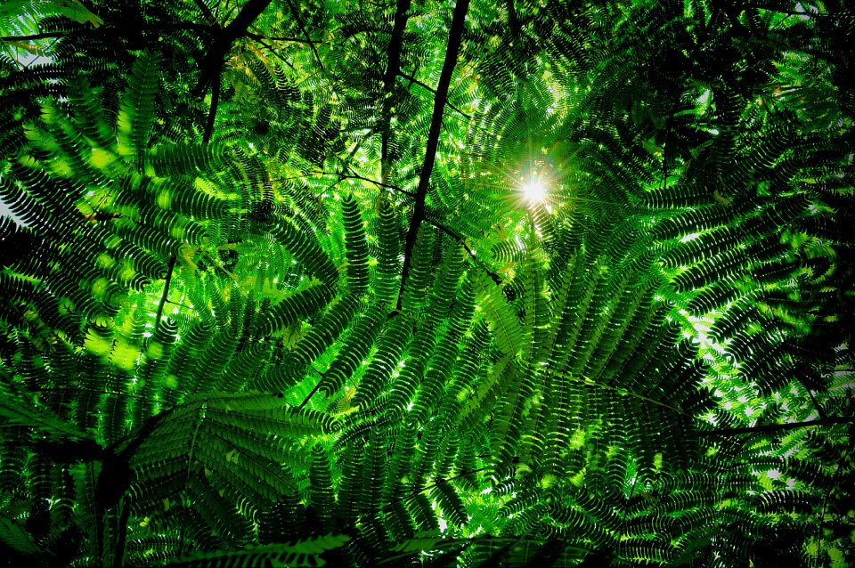 Holidays sunlight nature