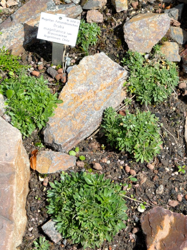 Draba magellanica - Palmengarten Frankfurt - DSC01894