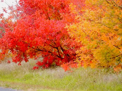 Autumn colour fall