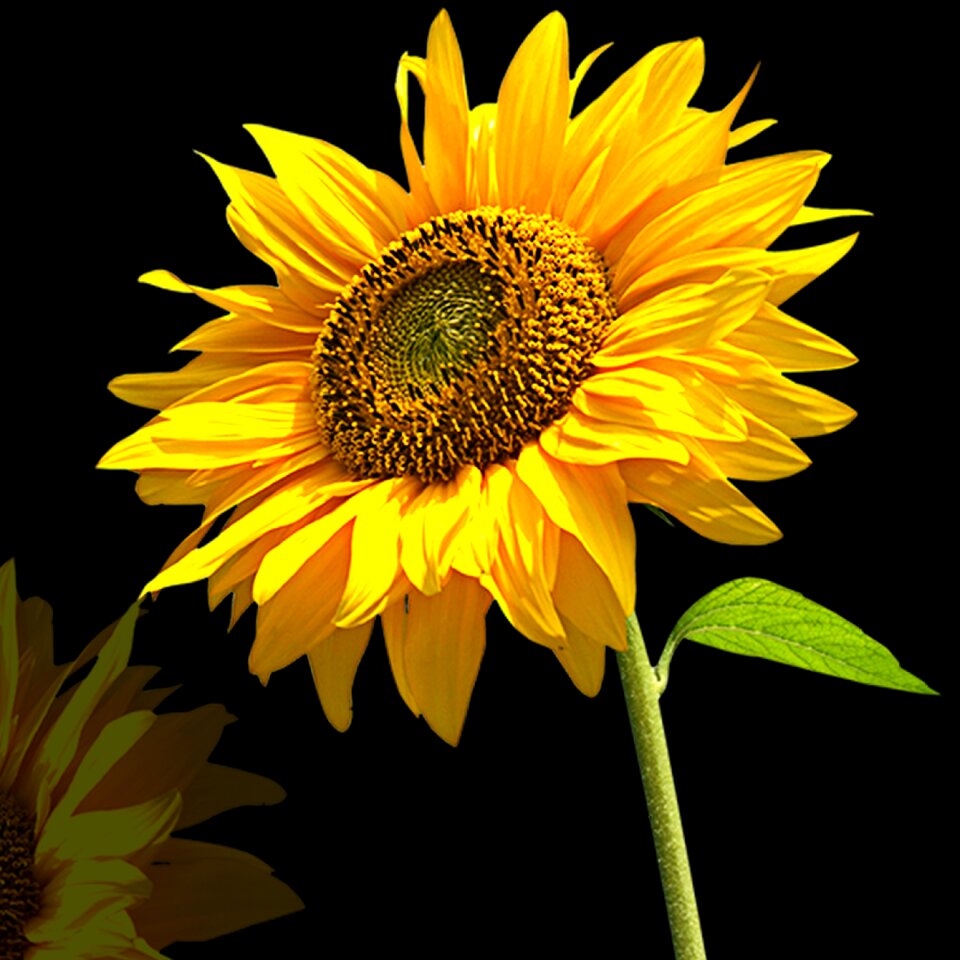 Petal sunflower black background