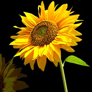 Petal sunflower black background photo