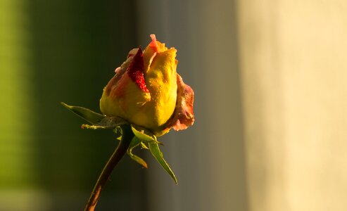 Blossom bloom beautiful photo