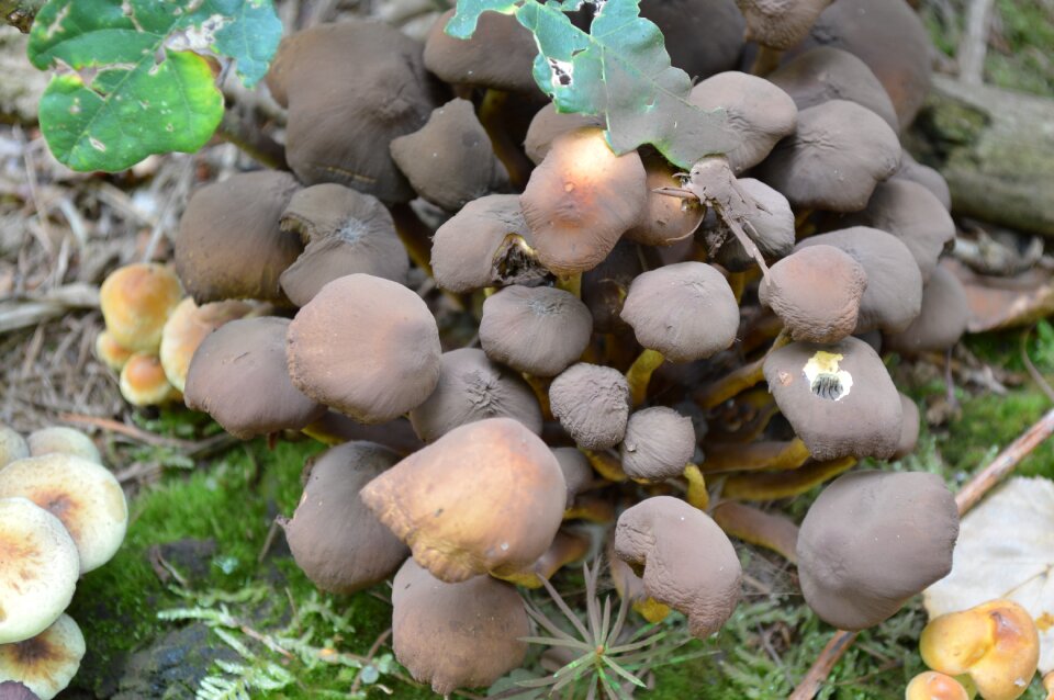 Wood forest cooking