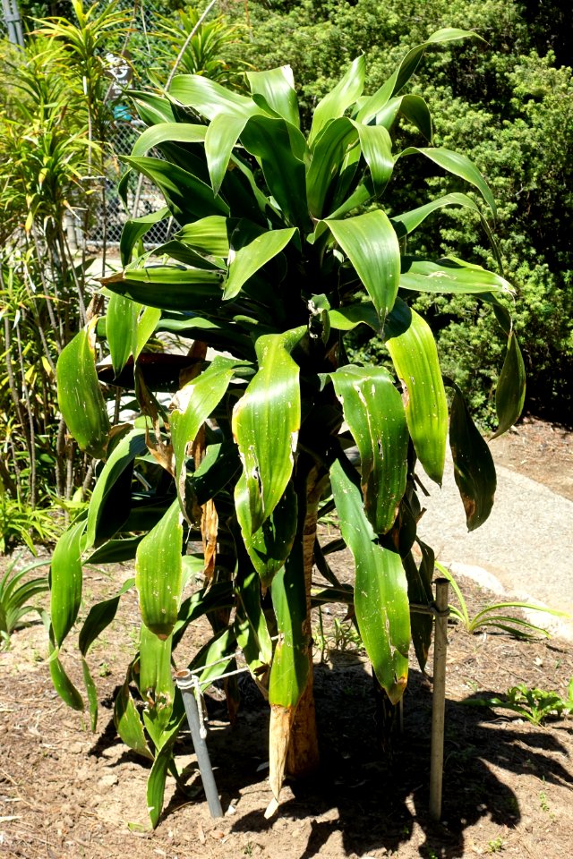 Dracaena aletriformis - Mildred E. Mathias Botanical Garden - University of California, Los Angeles - DSC02673