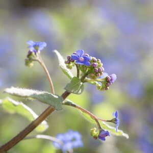 Flower plant nature