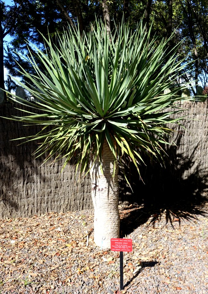Dracaena draco - Jardín Botánico de Barcelona - Barcelona, Spain - DSC08906