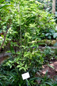Dracaena surculosa - Botanischer Garten - Heidelberg, Germany - DSC01181