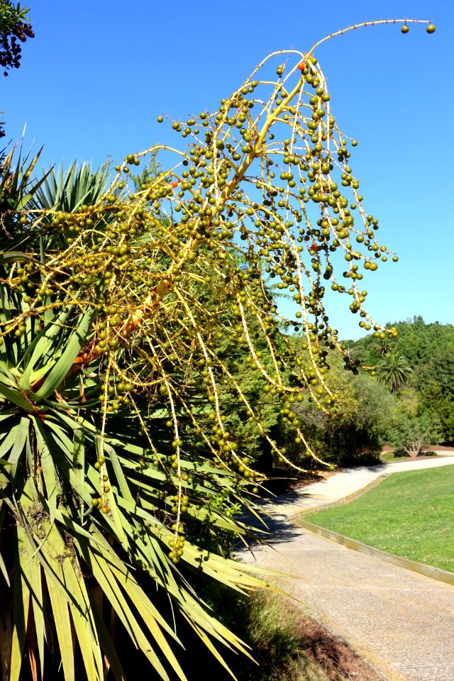 Dracaena draco - Jardín Botánico de Barcelona - Barcelona, Spain - DSC09044