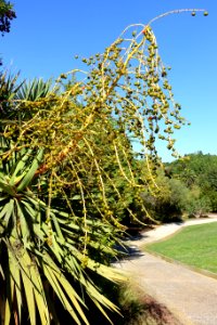 Dracaena draco - Jardín Botánico de Barcelona - Barcelona, Spain - DSC09044