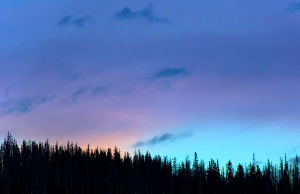 Nature silhouette sunset