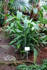 Dracaena aubryana - Botanischer Garten - Heidelberg, Germany - DSC01042