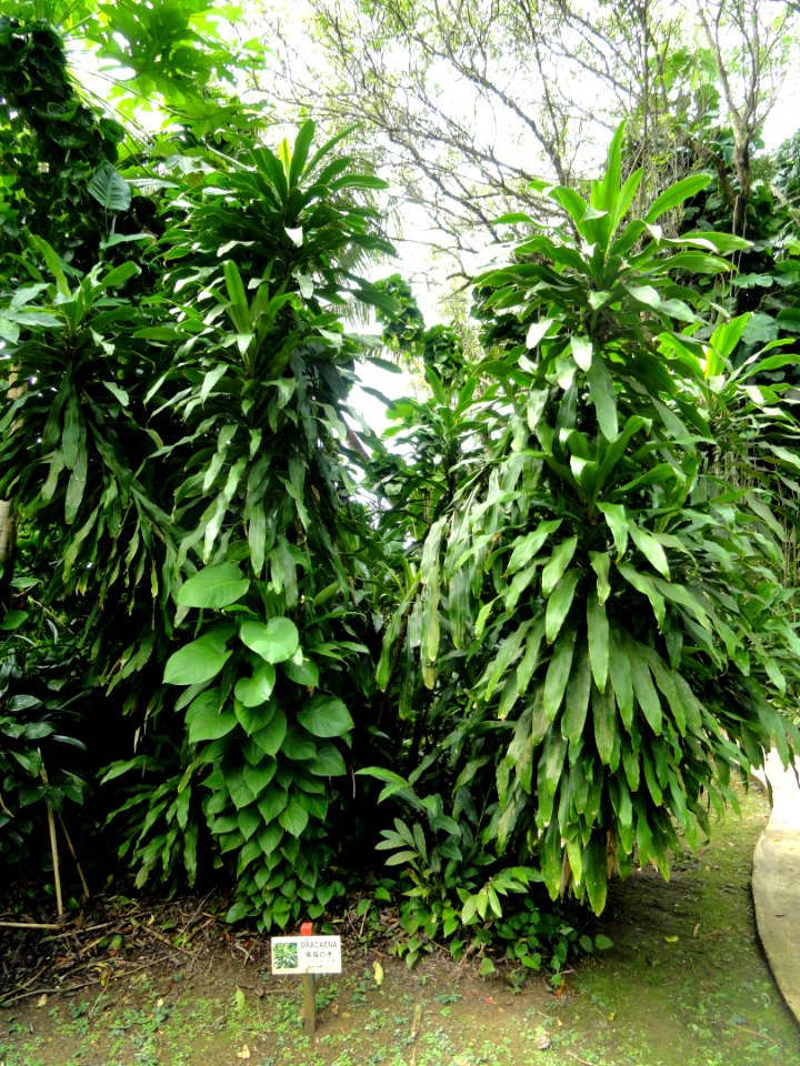 Dracaena - Sankyo Garden - DSC01278