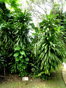 Dracaena - Sankyo Garden - DSC01278