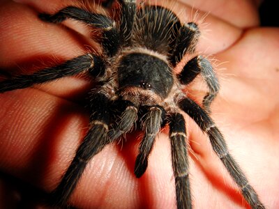 Animals insect nature