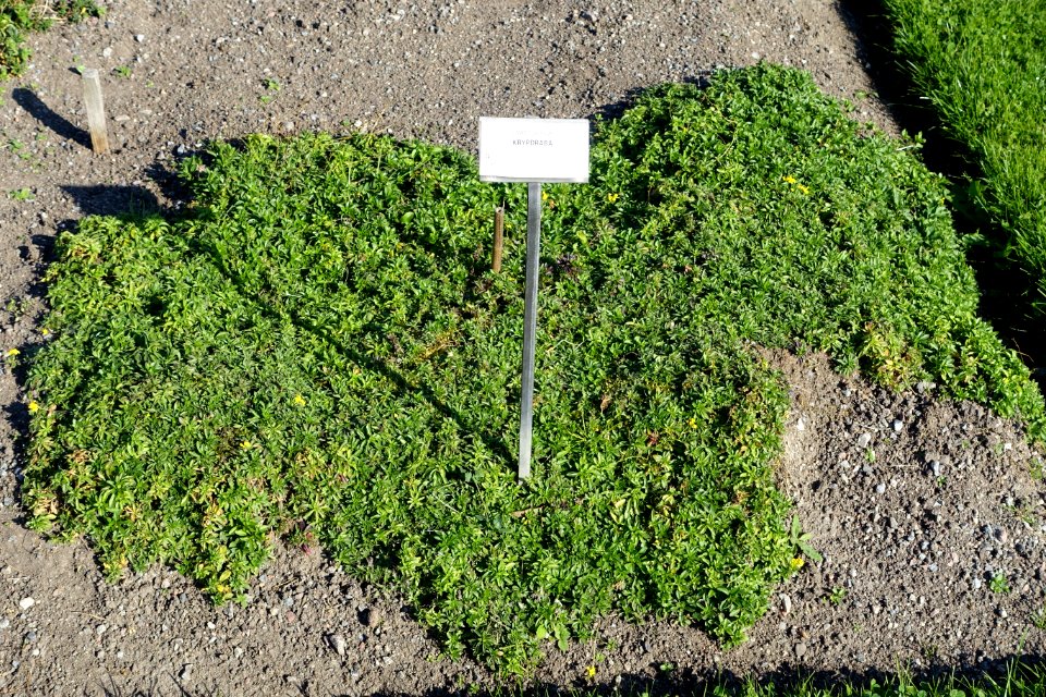Draba sibirica - Bergianska trädgården - Stockholm, Sweden - DSC00561