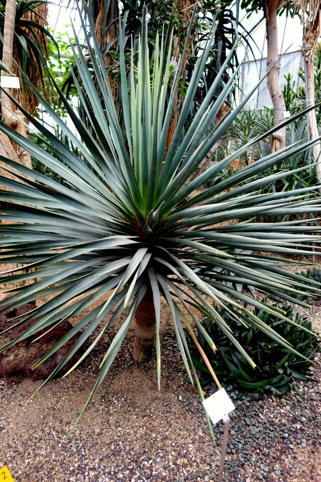 Dracaena cinnabari - Botanischer Garten - Heidelberg, Germany - DSC01372