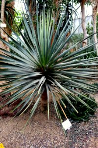 Dracaena cinnabari - Botanischer Garten - Heidelberg, Germany - DSC01372