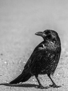 Crow animal nature