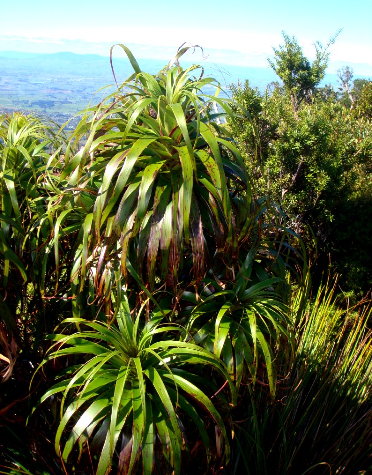 Dracophyllum traversii 1987225