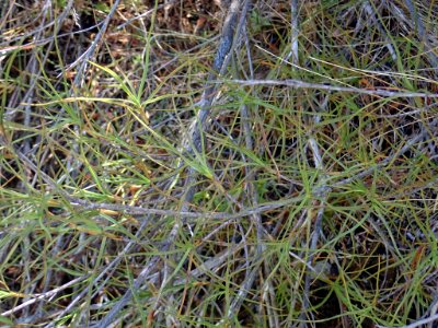 Dracophyllum ophioliticum leaves and stems