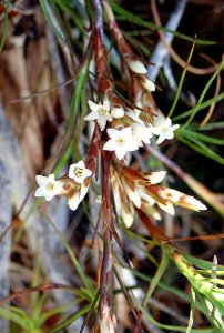 Dracophyllum ophioliticum flowers photo