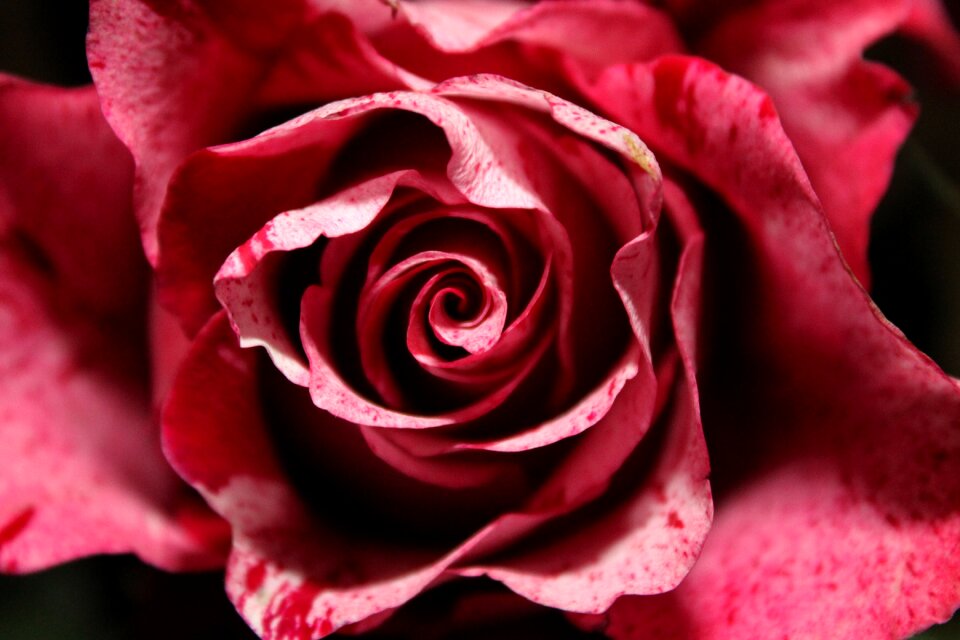 Love blooming plant