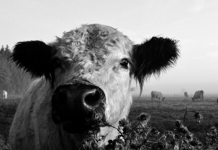 Portrait animal close up