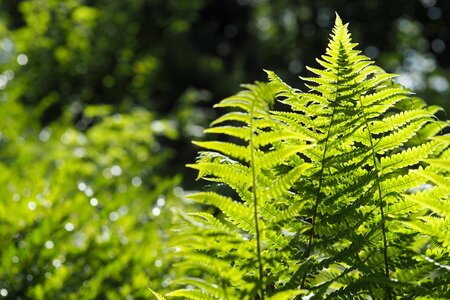 Summer growth fern photo