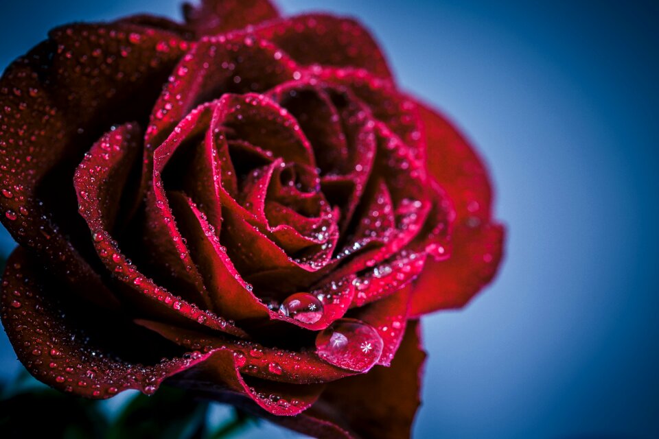 Rose romance nature