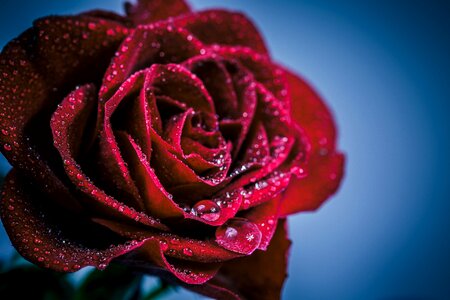 Rose romance nature
