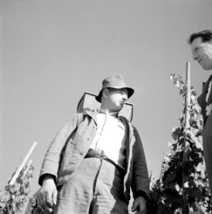 Drager met oogstkuip bij de wijngaard, Bestanddeelnr 254-4166