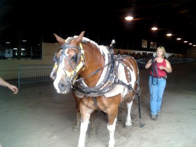 Draft horses 4