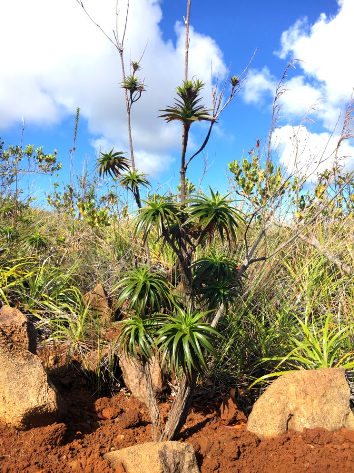 Dracophyllum verticillatum, Mont Dore