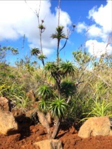 Dracophyllum verticillatum, Mont Dore