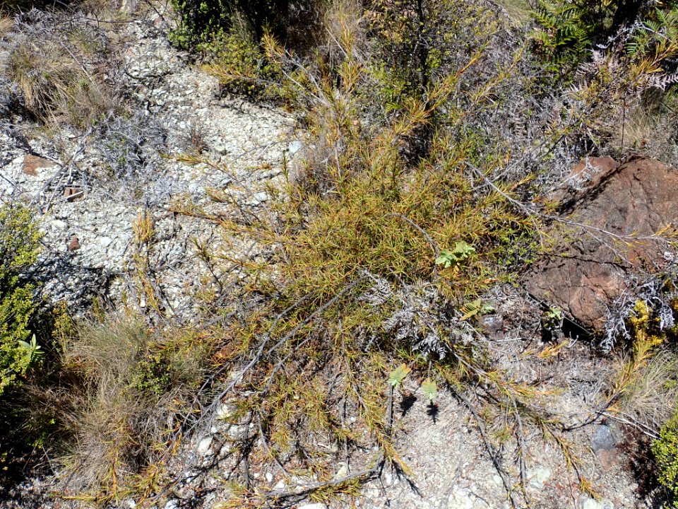 Dracophyllum ophioliticum growth habit