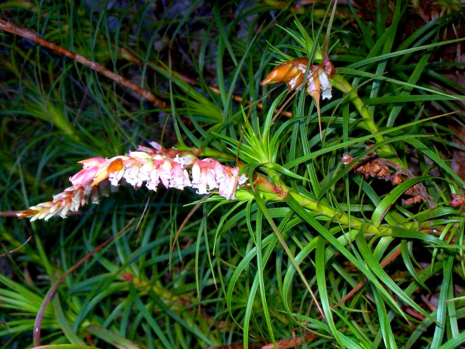 Dracophyllum secundum Neates Glen