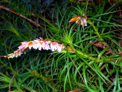 Dracophyllum secundum Neates Glen photo