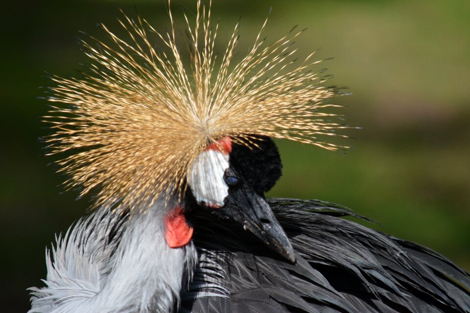 Nature feather peacock