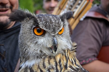 Bird raptor feathers photo