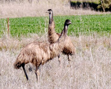 Emu nsw australia