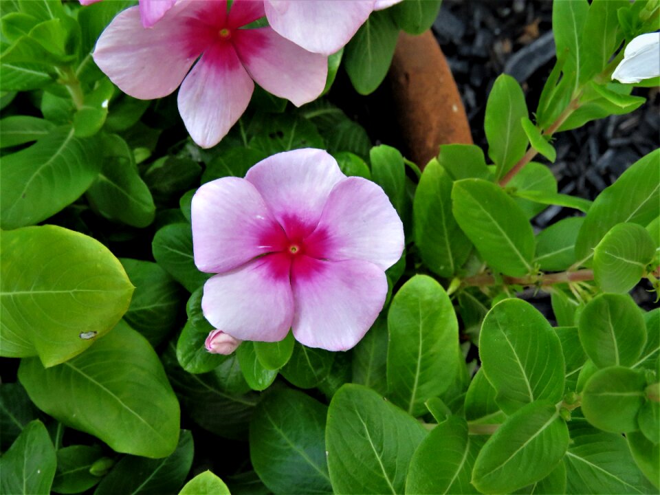 Pink green garden
