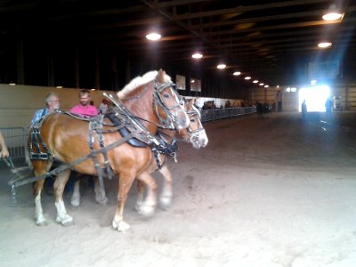 Draft horses 1