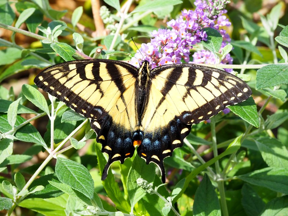 Eastern Tiger Swallowtail (Papilio glaucus) 2019