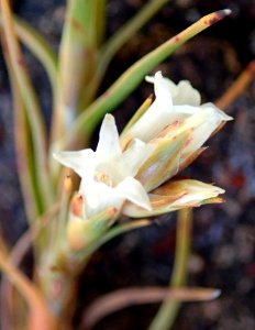 Dracophyllum ophioliticum flower closeup